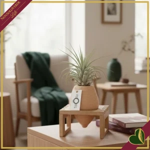 Tillandsia mix “Tilolla” con vaso in argilla e supporto, altezza 20 cm