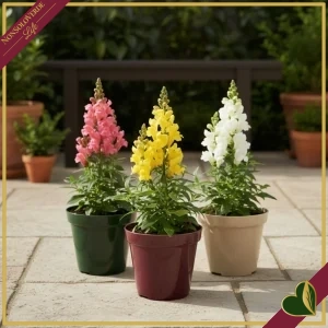 Antirrhinum, Bocca di Leone mix colori, vaso 15 cm, alto circa 35–45 cm