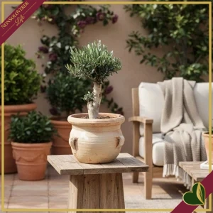 8000000005472-0 Olea europaea, Ulivo bonsai in giara rustica di coccio 45 cm, alto circa 75–85 cm