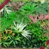 Pannello verde artificiale 3D Divy Panel Jungle multicolor, 100x100 cm