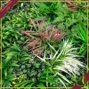 Pannello verde artificiale 3D Divy Panel Jungle multicolor, 100x100 cm