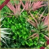Pannello verde artificiale 3D Divy Panel Jungle multicolor, 100x100 cm