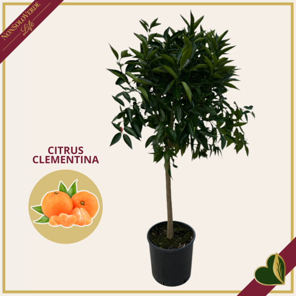 Citrus clementina, Mandarino Clementina, vaso 24 cm, alto circa 140–165 cm