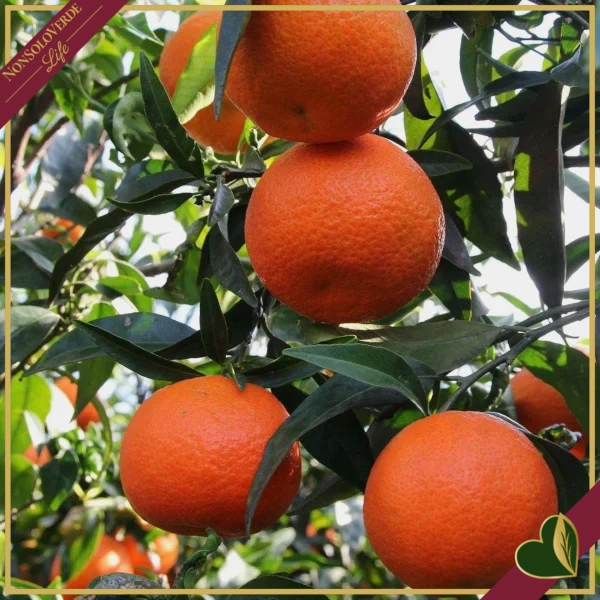 Citrus clementina, Mandarino Clementina, vaso 24 cm, alto circa 140–165 cm