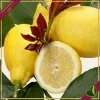 Citrus limon ‘Carrubaro’, limone 4 stagioni (rifiorente), innesto basso, vaso 20 cm, alto circa 75–105 cm
