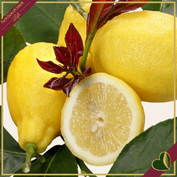 Citrus limon ‘Carrubaro’, limone 4 stagioni (rifiorente), innesto basso, vaso 20 cm, alto circa 75–105 cm