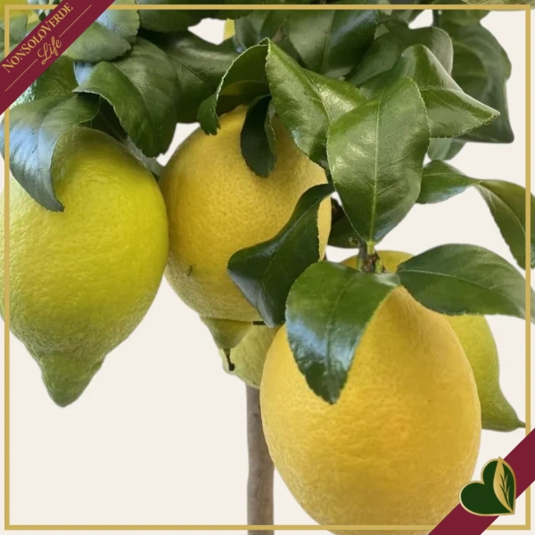 Citrus limon ‘Carrubaro’, limone 4 stagioni (rifiorente), innesto basso, vaso 20 cm, alto circa 75–105 cm