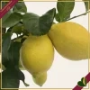 Citrus limon ‘Carrubaro’, limone 4 stagioni (rifiorente), innesto basso, vaso 20 cm, alto circa 75–105 cm