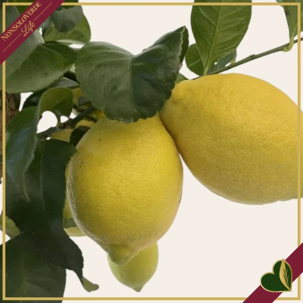 Citrus limon ‘Carrubaro’, limone 4 stagioni (rifiorente), innesto basso, vaso 20 cm, alto circa 75–105 cm