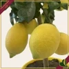 Citrus limon ‘Carrubaro’, limone 4 stagioni (rifiorente), innesto basso, vaso 20 cm, alto circa 75–105 cm