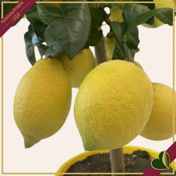 Citrus limon ‘Carrubaro’, limone 4 stagioni (rifiorente), innesto basso, vaso 20 cm, alto circa 75–105 cm