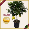 Citrus limon ‘Carrubaro’, limone 4 stagioni (rifiorente), innesto basso, vaso 20 cm, alto circa 75–105 cm