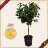 Citrus medica, Cedro, vaso 24 cm, alto circa 140–165 cm
