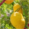 Citrus medica, Cedro, vaso 24 cm, alto circa 140–165 cm