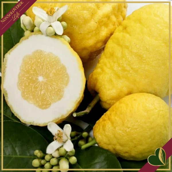 Citrus medica, Cedro, vaso 24 cm, alto circa 140–165 cm