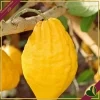Citrus medica, Cedro, vaso 24 cm, alto circa 140–165 cm