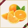 Citrus sinensis ‘Washington’, Arancio, Washington Navel, vaso 24 cm, alto circa 70–100 cm