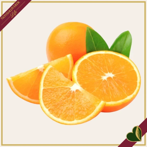 Citrus sinensis ‘Washington’, Arancio, Washington Navel, vaso 24 cm, alto circa 70–100 cm