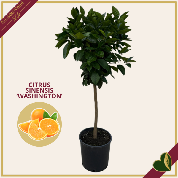 Citrus sinensis ‘Washington’, Arancio, Washington Navel, vaso 24 cm, alto circa 70–100 cm