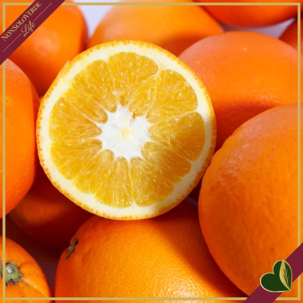 Citrus sinensis ‘Washington’, Arancio, Washington Navel, vaso 24 cm, alto circa 70–100 cm