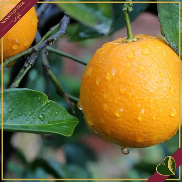 Citrus sinensis ‘Washington’, Arancio, Washington Navel, vaso 24 cm, alto circa 70–100 cm