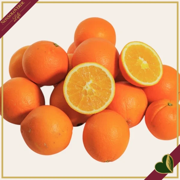 Citrus sinensis ‘Washington’, Arancio, Washington Navel, vaso 24 cm, alto circa 70–100 cm