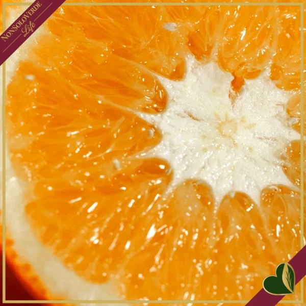 Citrus sinensis ‘Washington’, Arancio, Washington Navel, vaso 24 cm, alto circa 70–100 cm
