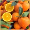 Citrus sinensis ‘Washington’, Arancio, Washington Navel, vaso 24 cm, alto circa 70–100 cm