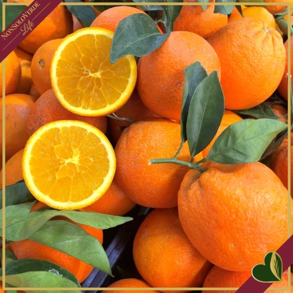Citrus sinensis ‘Washington’, Arancio, Washington Navel, vaso 24 cm, alto circa 70–100 cm