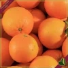 Citrus sinensis ‘Washington’, Arancio, Washington Navel, vaso 24 cm, alto circa 70–100 cm