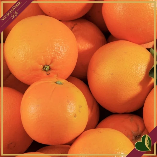 Citrus sinensis ‘Washington’, Arancio, Washington Navel, vaso 24 cm, alto circa 70–100 cm