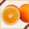 Citrus sinensis ‘Washington’, Arancio, Washington Navel, vaso 24 cm, alto circa 70–100 cm