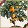 Fortunella margarita, Kumquat, Mandarino Cinese, innesto basso, vaso 20 cm, alto circa 75–105 cm