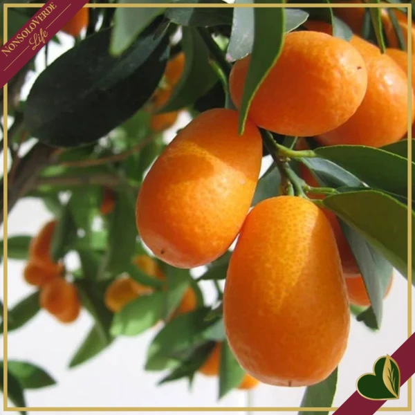 Fortunella margarita, Kumquat, Mandarino Cinese, innesto basso, vaso 20 cm, alto circa 75–105 cm