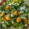 Fortunella margarita, Kumquat, Mandarino Cinese, innesto basso, vaso 20 cm, alto circa 75–105 cm