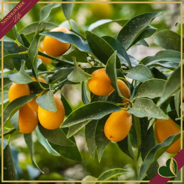 Fortunella margarita, Kumquat, Mandarino Cinese, innesto basso, vaso 20 cm, alto circa 75–105 cm