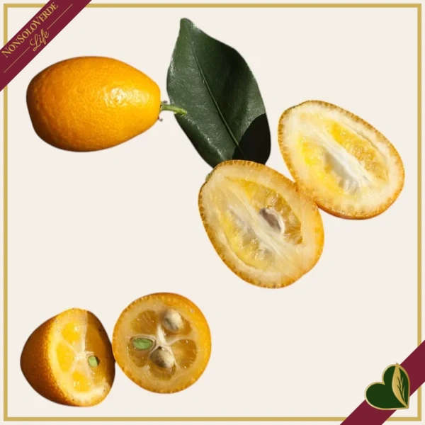 Fortunella margarita, Kumquat, Mandarino Cinese, innesto basso, vaso 20 cm, alto circa 75–105 cm