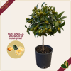 Fortunella margarita, Kumquat, Mandarino Cinese, innesto basso, vaso 20 cm, alto circa 75–105 cm
