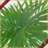 Howea forsteriana, Kenzia, Kentia, vaso 26 cm, alta circa 170–200 cm