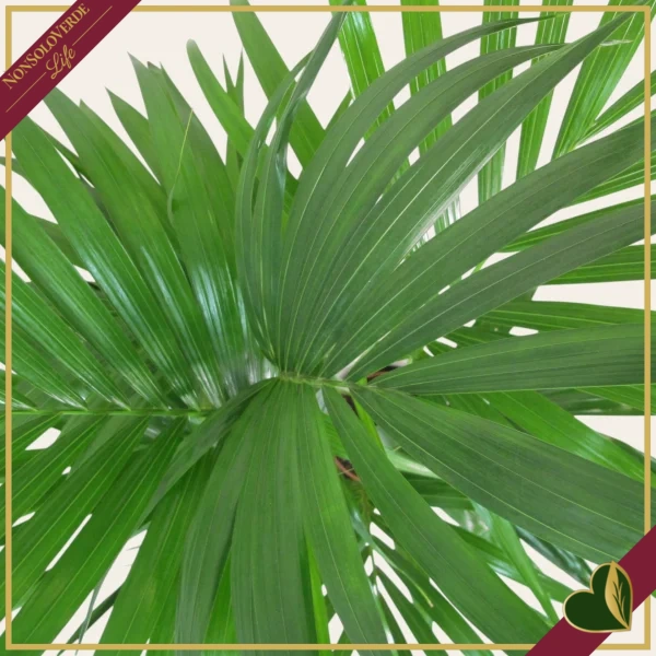 Howea forsteriana, Kenzia, Kentia, vaso 26 cm, alta circa 170–200 cm