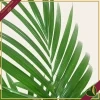 Howea forsteriana, Kenzia, Kentia, vaso 26 cm, alta circa 170–200 cm