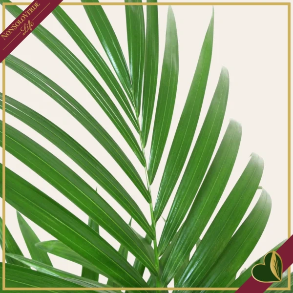 Howea forsteriana, Kenzia, Kentia, vaso 26 cm, alta circa 170–200 cm