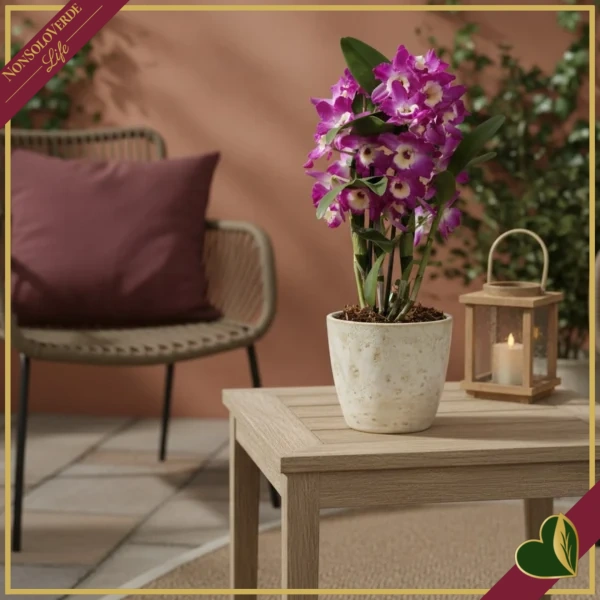 Orchidea Dendrobium nobile "Bouquet Purple Rain", vaso 12 cm, alta circa 30-40 cm