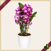 Orchidea Dendrobium nobile "Bouquet Purple Rain", vaso 12 cm, alta circa 30-40 cm