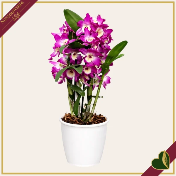 Orchidea Dendrobium nobile "Bouquet Purple Rain", vaso 12 cm, alta circa 30-40 cm