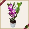 Orchidea Dendrobium nobile "Bouquet Purple Rain", vaso 12 cm, alta circa 30-40 cm