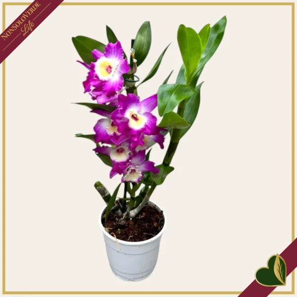 Orchidea Dendrobium nobile "Bouquet Purple Rain", vaso 12 cm, alta circa 30-40 cm
