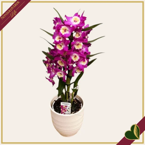 Orchidea Dendrobium nobile "Bouquet Purple Rain", vaso 12 cm, alta circa 30-40 cm