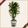 Orchidea Dendrobium nobile "Bouquet Purple Rain", vaso 12 cm, alta circa 30-40 cm
