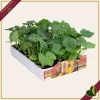 Zucca Butternut “Avalon F1”, 4 piante in vaschetta